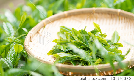 茶芽 竹濾 採茶 茶芽 竹濾 採茶 101791320