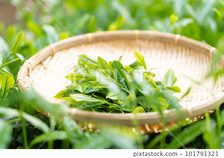 Tea sprouts Bamboo strainer Tea picking Tea sprouts Bamboo strainer Tea picking 101791321