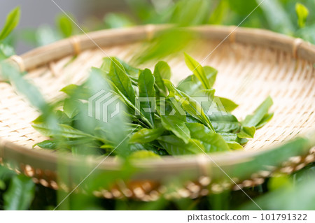 茶芽 竹濾 採茶 茶芽 竹濾 採茶 101791322
