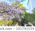 Cherry blossoms blooming in the city 101791554