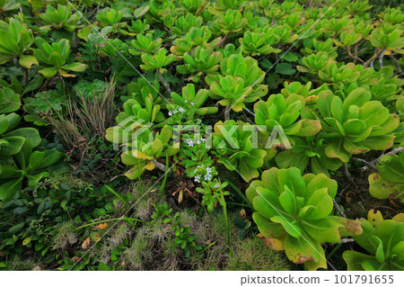 沖繩縣絲滿市姬百合學生散下遺跡周邊的風景 沖繩縣絲滿市姬百合學生散下遺跡周邊的風景 101791655