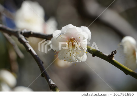 春天的到來 白梅花 春天的到來 白梅花 101791690