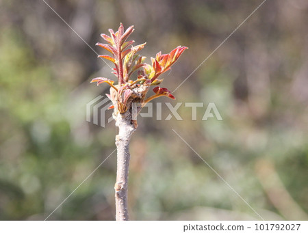 Sprouts of mountain lacquer Sprouts of mountain lacquer 101792027