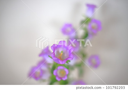風鈴花 101792203