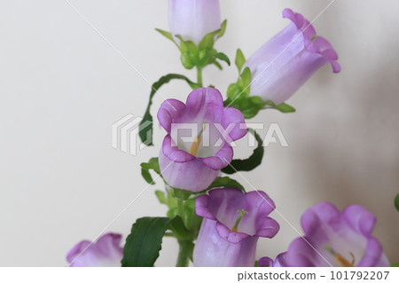 Campanula flowers 101792207