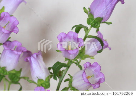 Campanula flowers 101792209