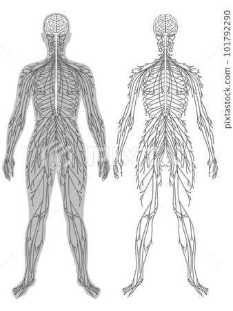 圖式（神經系統） 101792290