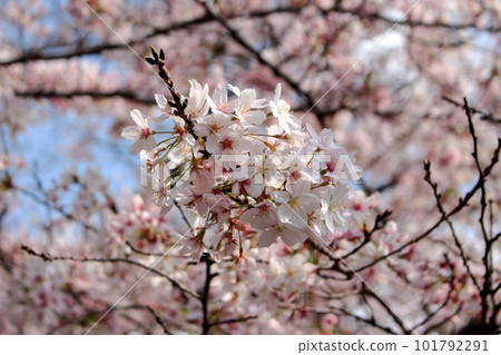 盛開的櫻花 101792291