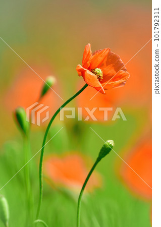 An alien poppy with cute orange flowers 101792311