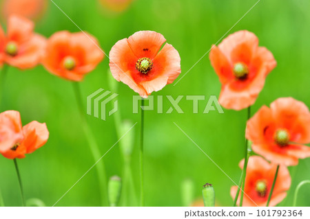 開著可愛橙色花朵的外星罌粟 101792364