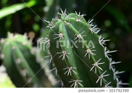 beautiful cactus in the garden 101792390