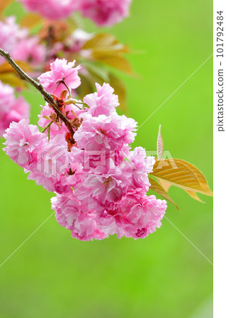 美麗的重瓣櫻花在春天綻放鮮豔的粉紅色花朵 101792484