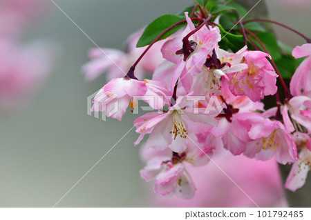 美麗的海藻花，在春天開出鮮豔的粉紅色花朵 101792485