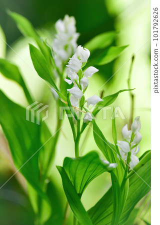silver orchid, silver orchid, orchid, orchid, white orchid, wild orchid, wild orchid, orchid, white, white, silva silver orchid, silver orchid, orchid, orchid, white orchid, wild orchid, wild orchid, orchid, white, white, silva 101792626