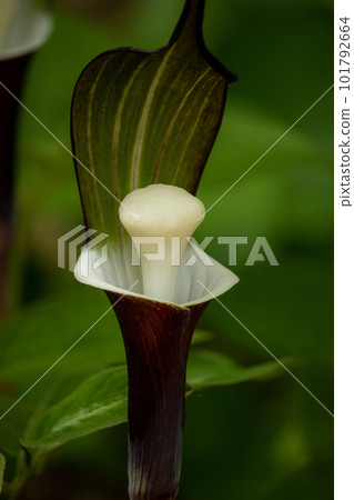 Snow mochi grass ~ Hamanako Garden Park 101792664