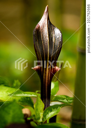 雪麻糬草~濱名湖花園公園 雪麻糬草~濱名湖花園公園 101792666