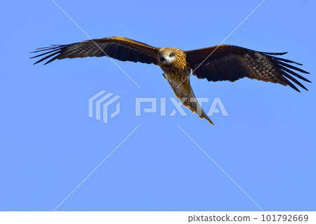 熟悉的猛禽在藍天翩翩起舞黑鳶 101792669