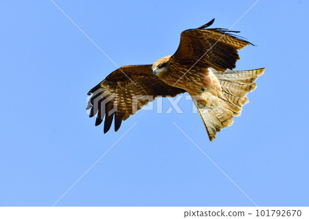 熟悉的猛禽在藍天翩翩起舞黑鳶 101792670