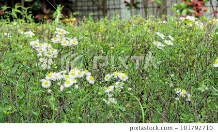 Harujion Harujion 101792710