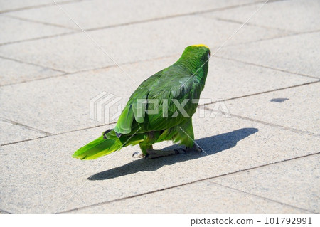 Parakeet walk Parakeet walk 101792991