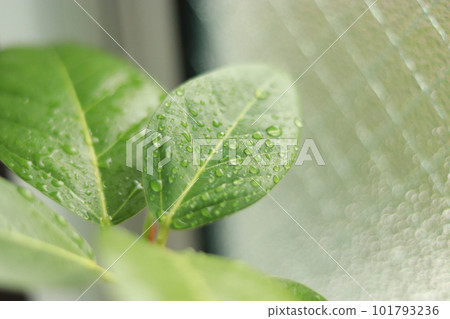 Water droplets and Ficus Artesima zoom up Water droplets and Ficus Artesima zoom up 101793236