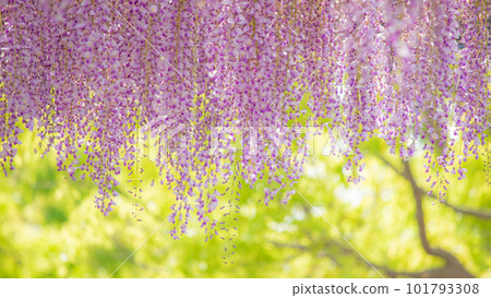 美麗的紫藤花架 - 濱名湖花園公園 美麗的紫藤花架 - 濱名湖花園公園 101793308