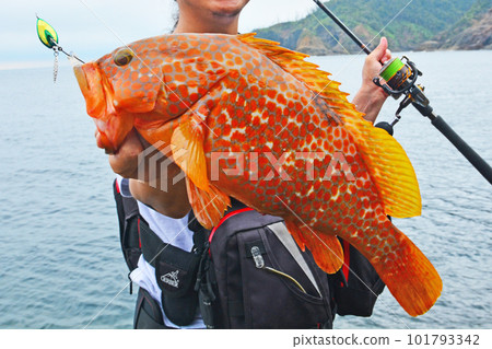 在日本海捕獲的 Ako(麻黃石斑魚) 在日本海捕獲的 Ako(麻黃石斑魚) 101793342