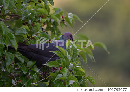 紅頭林鴿③（東京都） 101793677
