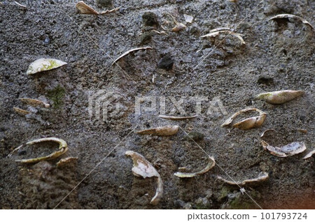 在面向相模灣的大磯丘陵地區挖掘出了幾條斷層,在斷層上發現了化石殼4。 在面向相模灣的大磯丘陵地區挖掘出了幾條斷層,在斷層上發現了化石殼4。 101793724