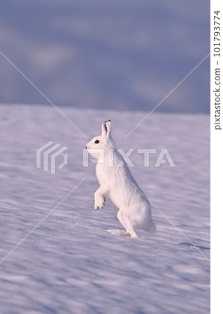 Ezo snow rabbit 96 (Hokkaido) 101793774