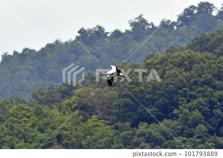 A flying stork. 101793889