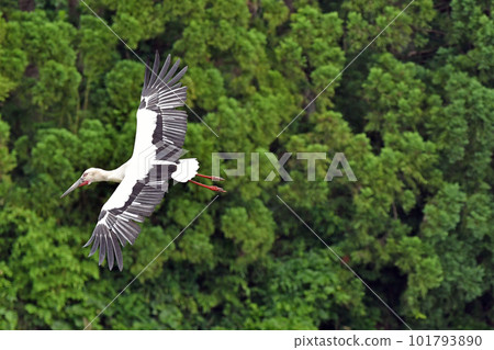 A flying stork. A flying stork. 101793890