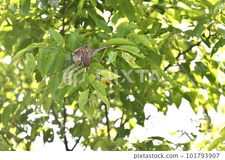 麻雀捉毛毛蟲 101793907