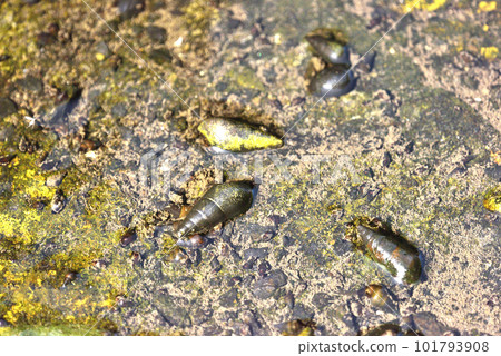 陰溝裡的卡瓦尼娜 101793908