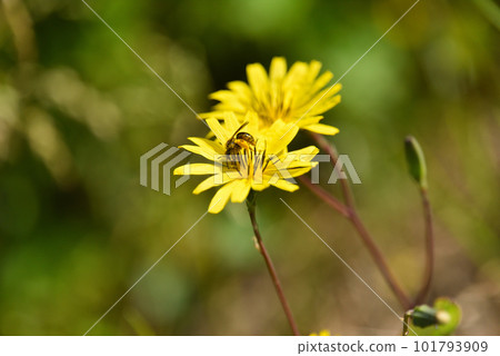 dandelion-like flower dandelion-like flower 101793909