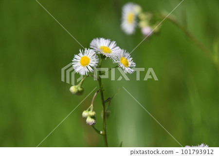 白halzion 101793912