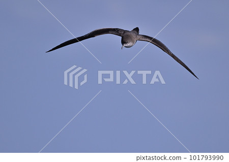 Long-tailed shearwater ④ (Tokyo) Long-tailed shearwater ④ (Tokyo) 101793990