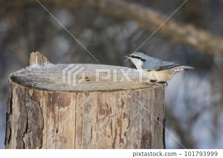 Nuthatch on a stump Nuthatch on a stump 101793999