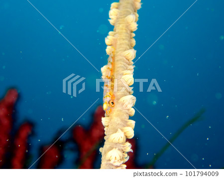 藍玻璃蝦虎魚和木棲落葉松 101794009