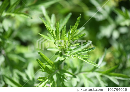 春艾(艾草) 春艾(艾草) 101794026