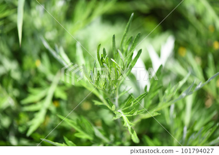 春艾（艾草） 101794027