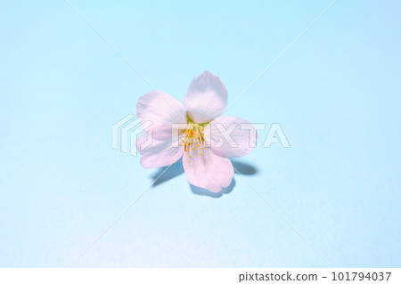 盛開的櫻花,櫻花,櫻花,櫻花,花瓣,染井吉野 盛開的櫻花,櫻花,櫻花,櫻花,花瓣,染井吉野 101794037