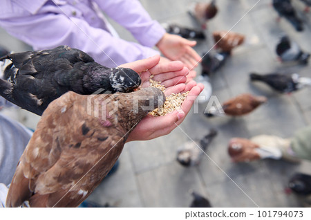 Close-up of rock pigeons, doves eating seeds from children hands in the park square. The concept of happy carefree childhood and instilling love for nature and animals 101794073