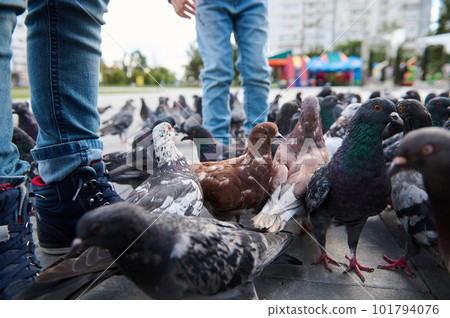 Close-up legs of kids standing on the city square between flock of rock pigeons crowding the street and feeding with discarded food and bird seeds. Children feeding feral doves during family outing 101794076