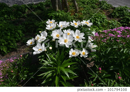 Peony flower, peony, flower prime minister Peony flower, peony, flower prime minister 101794108