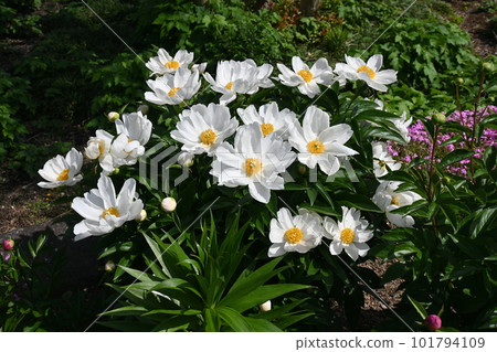 Peony flower, peony, flower prime minister 101794109