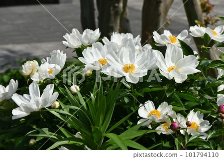 Peony flower, peony, flower prime minister 101794110