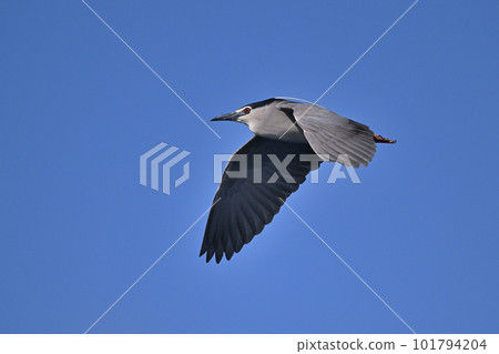 夜鷺③（東京都） 101794204