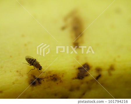 Flies attracted to bananas Flies attracted to bananas 101794216
