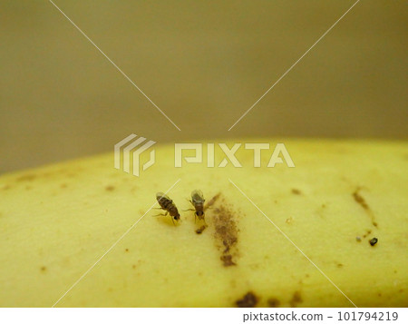 兩隻蒼蠅棲息在香蕉上 101794219